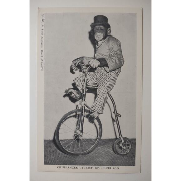 Tommy Chimpanzee Cyclist St louis Zoo Monkey On Bicycle 1947 Vintage Unposted - Picture 1 of 2